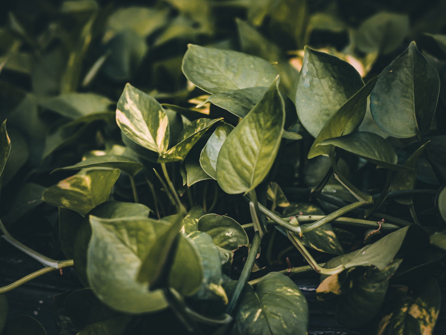 Plant parenting 101: Devil’s ivy