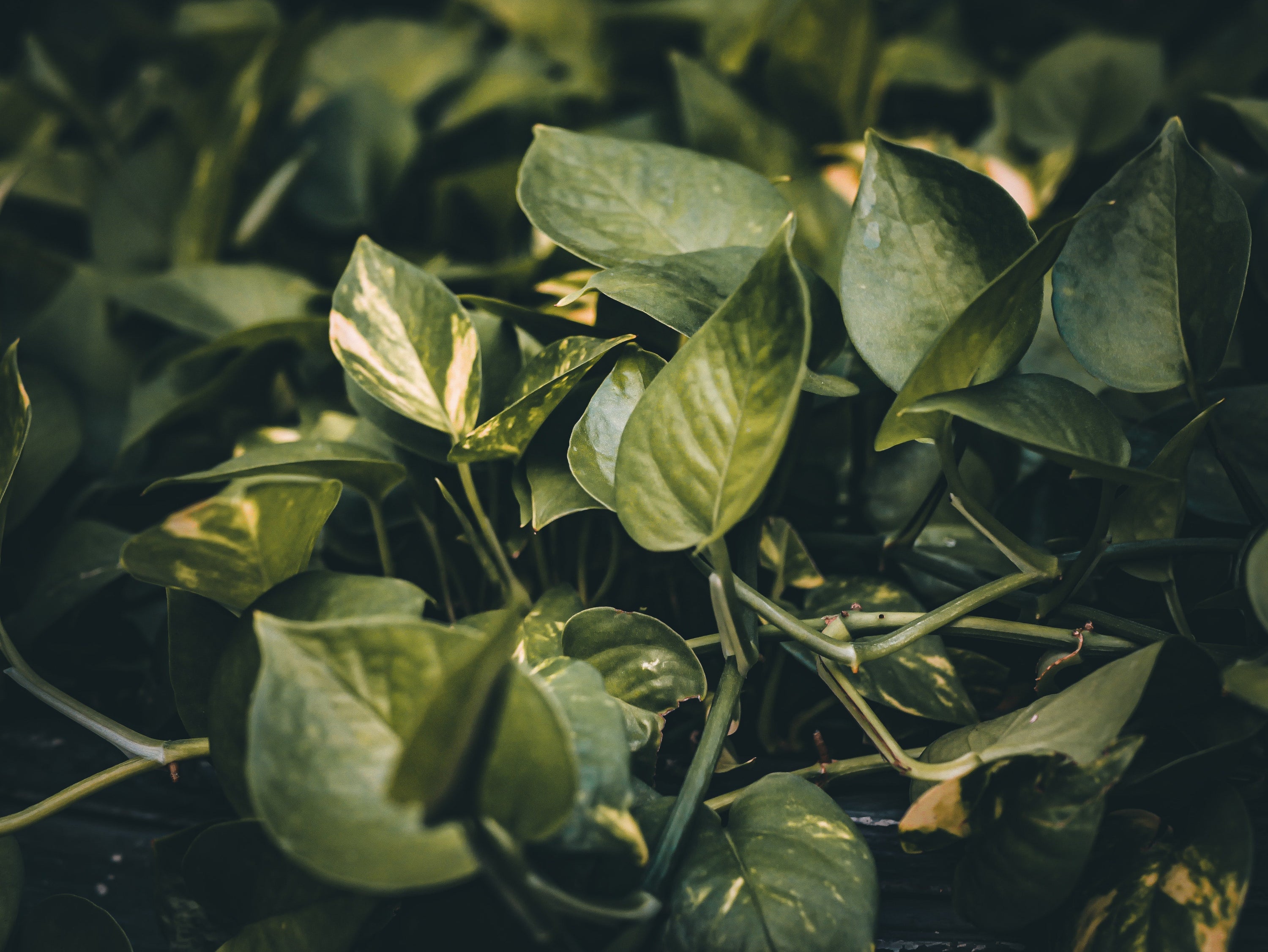 Plant parenting 101: Devil’s ivy