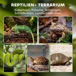 Glass Reptile Terrarium, Raised, Waterproof Base, Button Lock