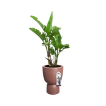 Pure Coupe 35Cm (Brown)