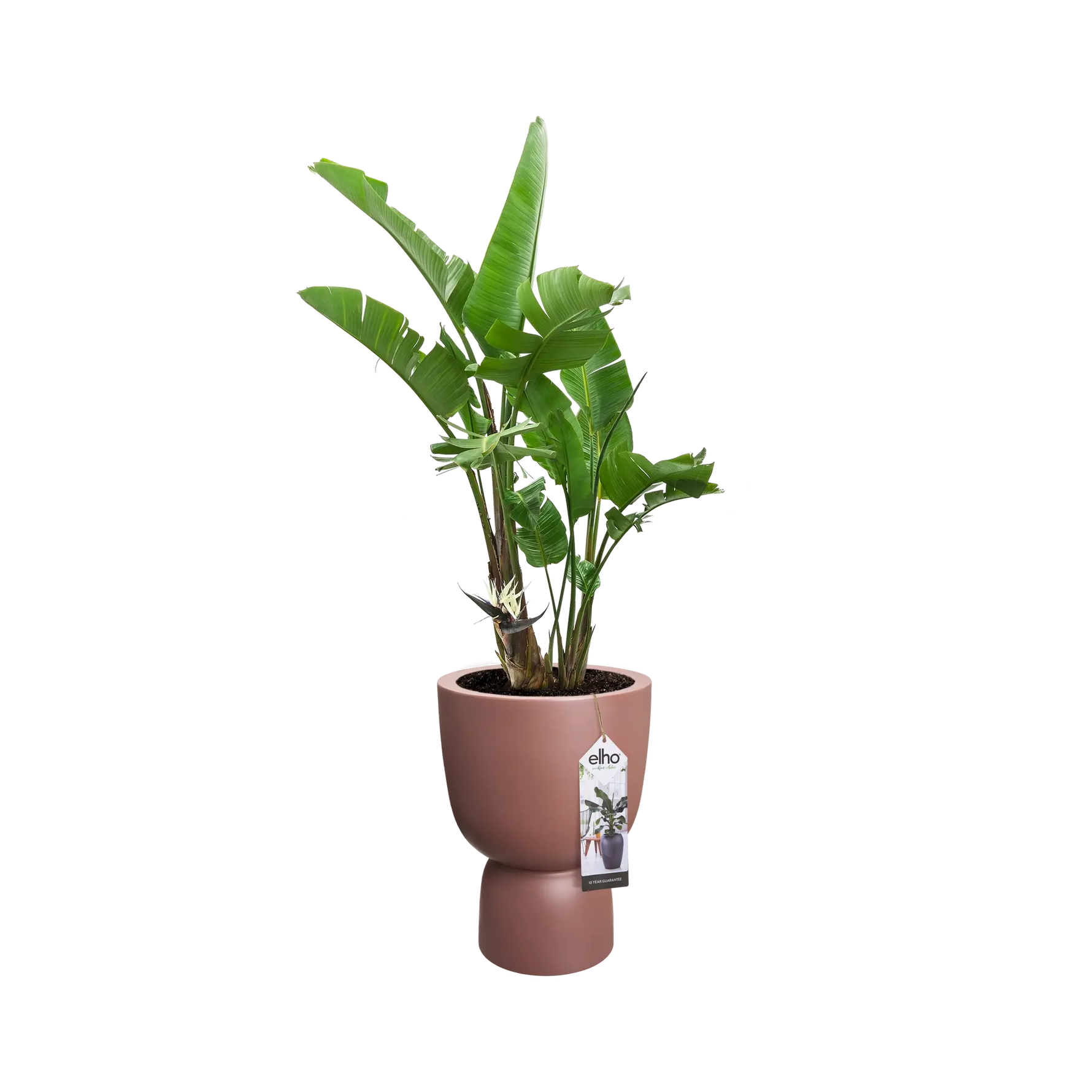 Pure Coupe 35Cm (Brown)