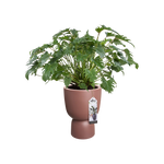 Pure Coupe 35Cm (Brown)