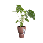 Pure Coupe 35Cm (Brown)