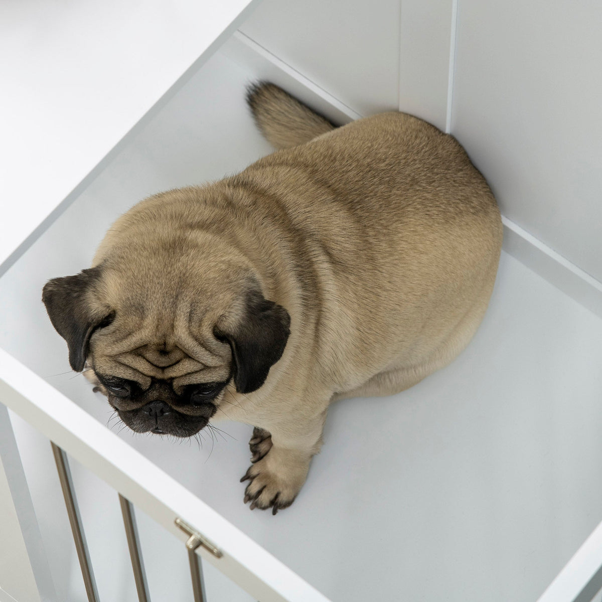 Dog Cage, Pet Cage, Medium Dogs, 80 x 50 x 56.5 cm, White