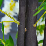 Artificial Plant White Wisteria, 165cm, Potted, Plastic