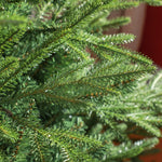Christmas Tree, 150 cm, Realistic, Quick Assembly, Plastic
