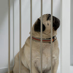 Dog Cage, Pet Cage, Medium Dogs, 80 x 50 x 56.5 cm, White
