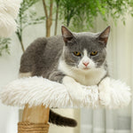 Cat Tree, Play Ball, Beds, Scratching Board, Pearwood White