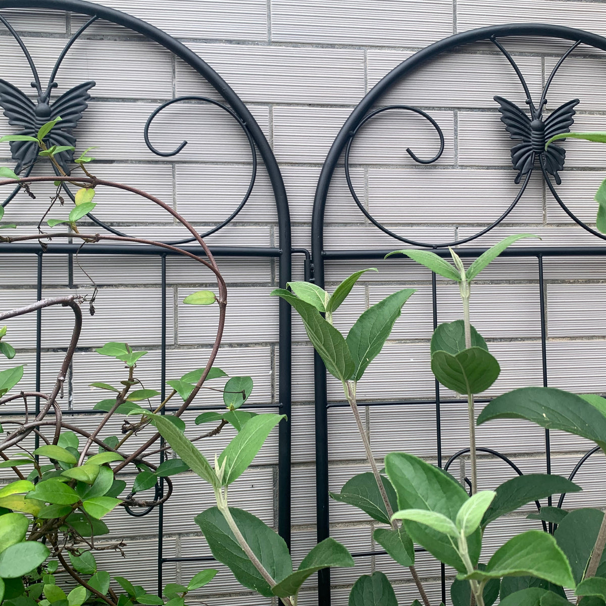 Metal Garden Trellis, 2 Pack for Climbing Plants, Metal