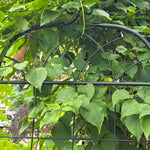 Garden Trellis, 2 Pack Climbing Plants, Metal