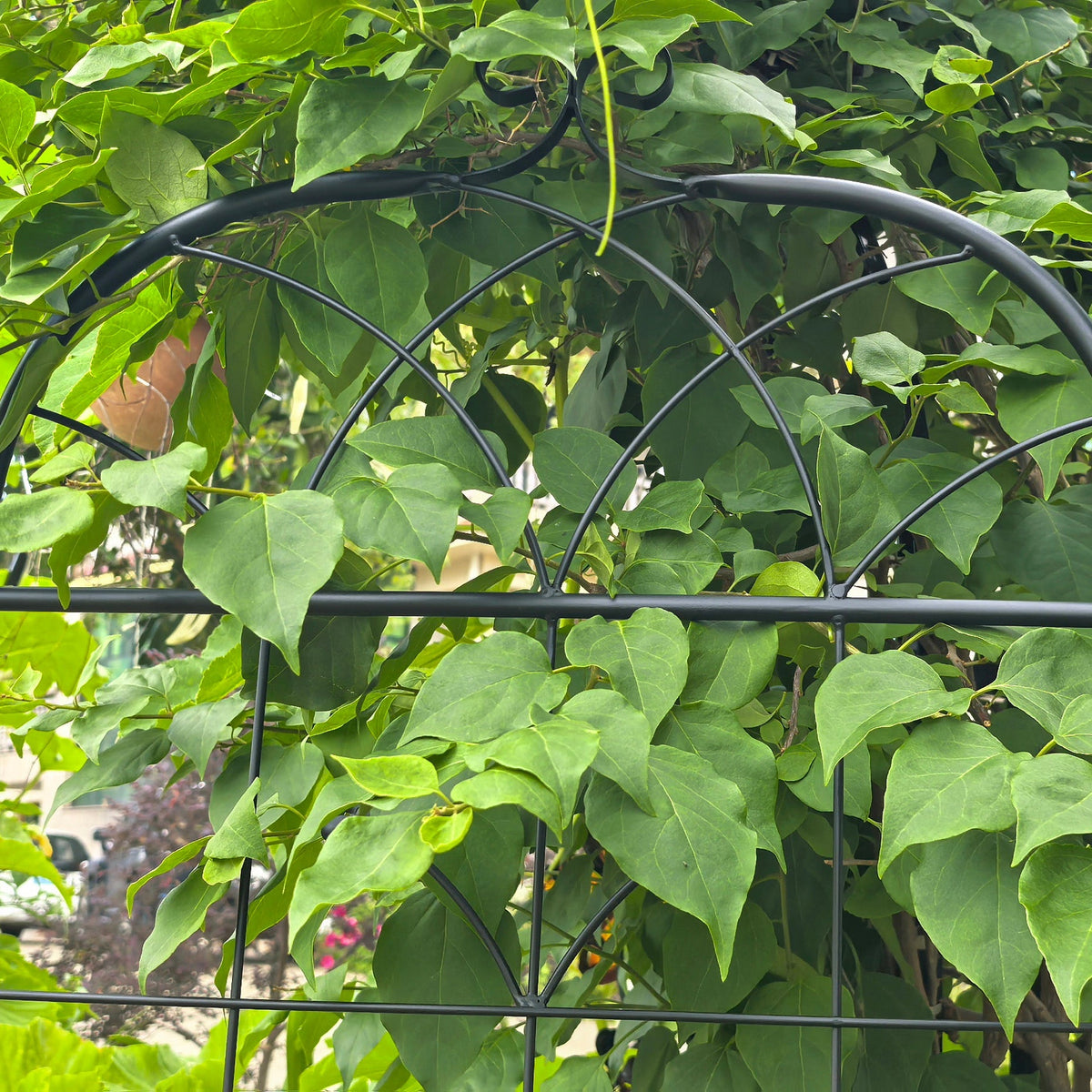 Garden Trellis, 2 Pack Climbing Plants, Metal